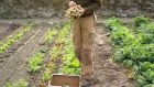 Organic grower Dermot Carey harvesting baby turnips in the walled kitchen garden of Burtown House in County Carlow