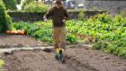 Organic grower Dermot Carey sowing seed in the walled kitchen garden of Burtown House in County Carlow