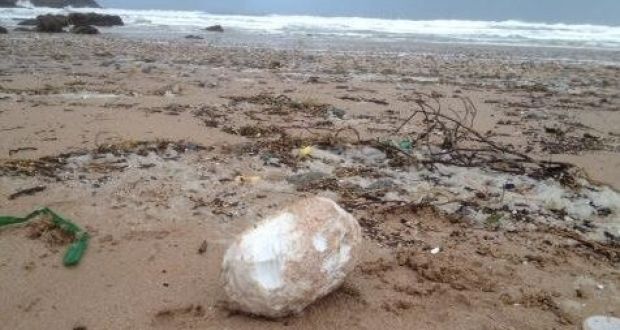 An example of a palm oil ball which can be toxic to dogs found on Fistral beach in Cornwall. Photograph: Dave Meredith