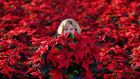 Image of the week: Carolyn Spray surrounded by her many, many poinsettias at the Pentland Plants garden centre in Scotland. Photograph: Jeff J Mitchell/Getty Images