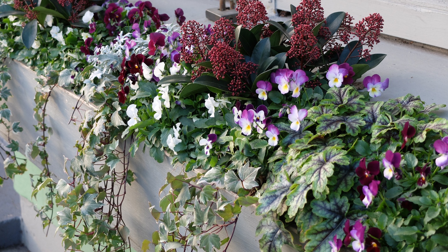 Bright Berries And Winter Window Boxes Bring Joy To Your World