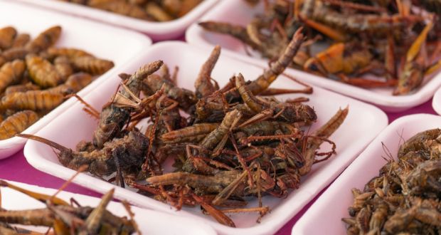 Anthonie Van Wilderoden set up a company that sells insects as a speciality foodstuff. Photograph: David Buffington/Getty Images