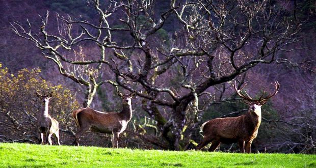 Killarney National Park: The initial funding will focus on the five national parks and five nature reserves as well as the Wild Atlantic Way and Wicklow National Park