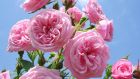 Right now is a great time to plant both bare-root and potted rose plants, focusing on only the best, most disease-resistant, strongly scented cultivars. Photograph: Getty Images