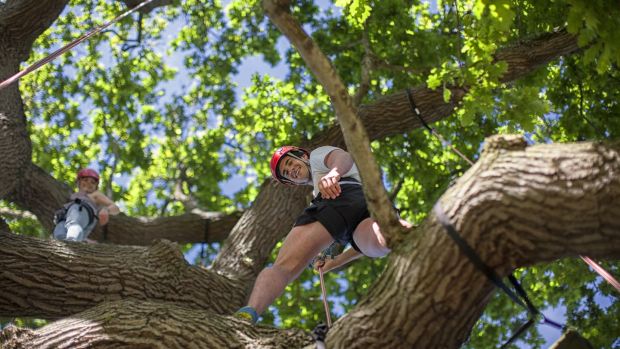 Tree climbing in Rock Farm Slane