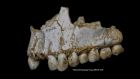 A dental plaque deposit on this Spanish Neanderthal’s teeth reveals consumption of poplar, a source of aspirin. Photograph: Paleoanthropology Group MNCN-CSIC