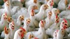 The order issued by the Department of Agriculture in December, to owners of captive birds as well as poultry farmers, meant the loss of free-range and organic status for chicken, egg and turkey producers. Photograph: Chor Sokunthea/Reuters