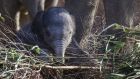 Dublin Zoo is celebrating the birth of a female Asian elephant calf. Photograph: Dublin Zoo