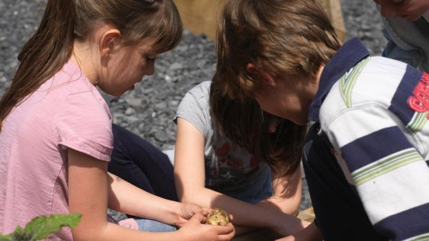 The growing of the humble spud should be a rite of passage for every Irish child