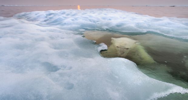  A polar bear hides beneath melting sea ice. Arctic sea ice was well below average for most of the year in 2016. Photograph: Paul Souders/Worldfoto