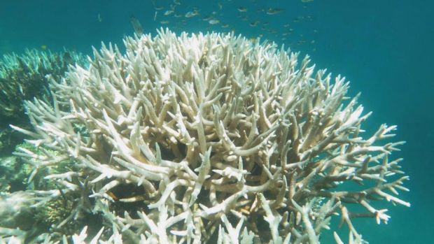 Bleaching damage on the corals of the Great Barrier Reef, Queensland, Australia. Photograph: EPA/Bette Willis/ARC Centre