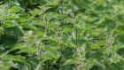 Nettles: the soupy mix will  transform itself into a smelly but impressively effective, nutrient-rich, liquid plant feed. Photograph: Richard Johnston