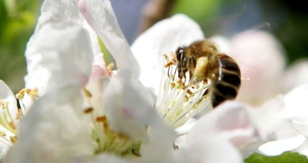 The group of insecticides found on the plants is linked to bee declines, according to a biologist at the University of Sussex. Photograph: Cyril Byrne