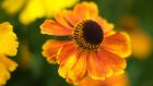 Heleniums, one of the starts of the late summer/early autumn garden are a good candidate for the Chelsea Chop. Photograph: Richard Johnston