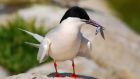 Perhaps the most beautiful of all terns, the snow-white seabird sports a jet-black cap and long tail streamers. Photograph: Brian Burke 