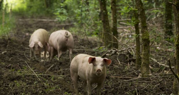 Eoin Bird’s pigs at The Wooded Pig
