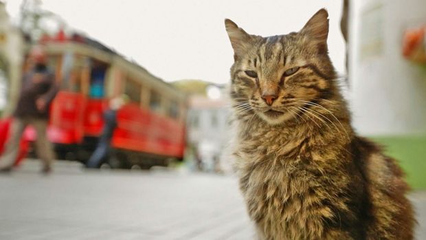 Kedi Review Truly Moggy Deeply In Cat Crazy Istanbul
