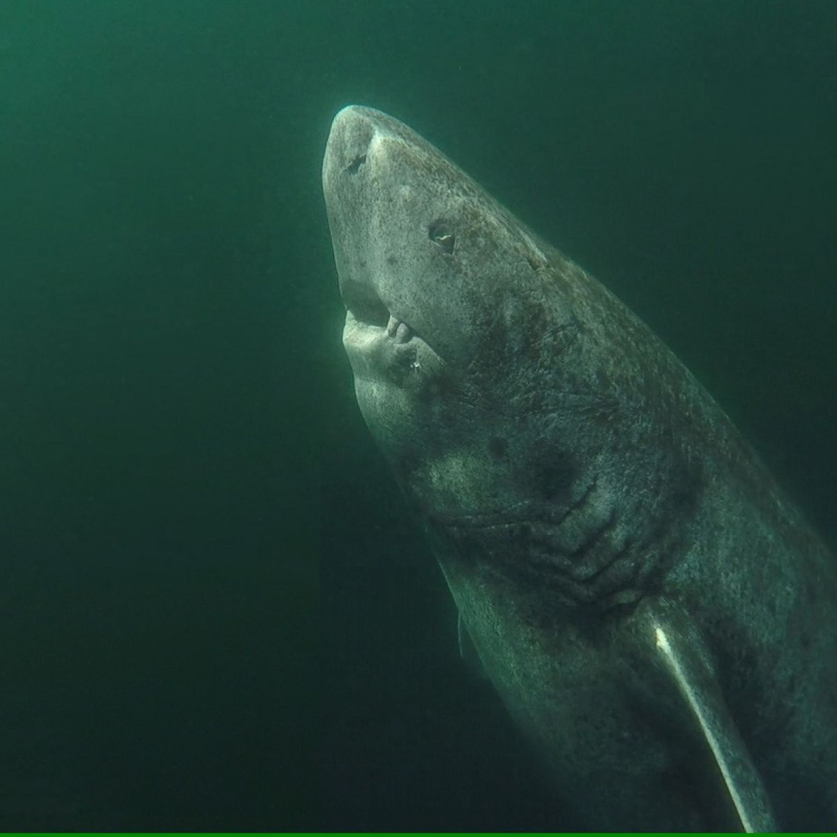 Greenland sharks beginning to shed their secrets on longevity