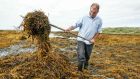 Johnaí “Dubh” Clochartaigh harvesting seaweed near Carna, Co Galway. Photograph: Joe O’Shaughnessy