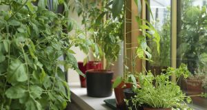 If you’re growing chilli and tomato plants indoors in pots on a sunny window sill, then make sure to regularly aid pollination by dabbing the flowers with a cotton bud or fine paintbrush.