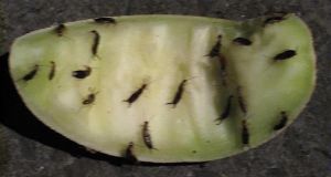 Earwigs feasting on a tasty piece of melon