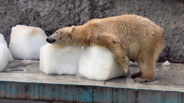 Cooling down at Budapest Zoo in heatwave Image
