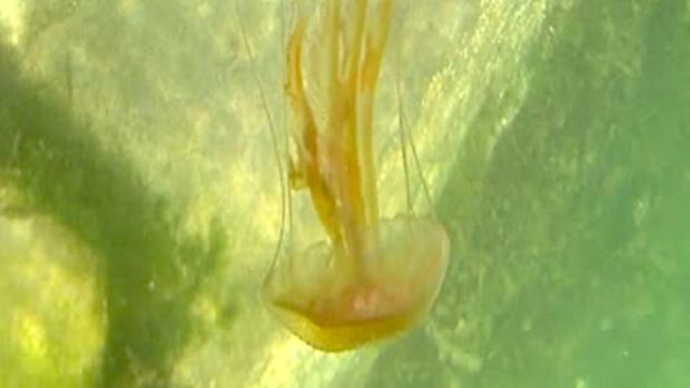 Eyes on nature: one of the young Pelagia noctiluca, or mauve stinger, jellyfish that Shane Rooney saw off Co Clare