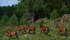 Short, sturdy Galician horses roam freely in woods near Oia, Spain. Photograph: Samuel Aranda/New York Times