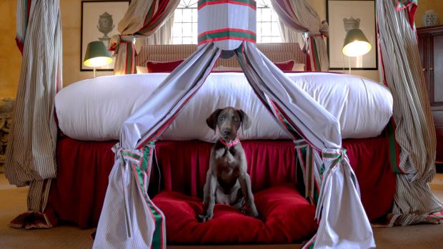 A four-poster bed for dogs in Stapleford Park