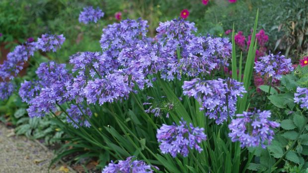 Agapanthus flowering in late summer at Airfield. Photograph: Richard Johnston