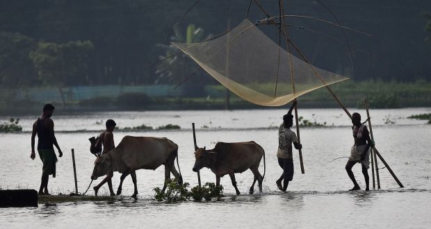 The Hindu nationalist government has enforced the law protecting cows since assuming office in May 2014. Above, villagers in Assam state, India. Photograph: EPA/STR