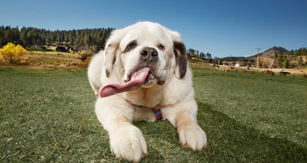 Meet Mochi The Dog With The Longest Tongue In The World
