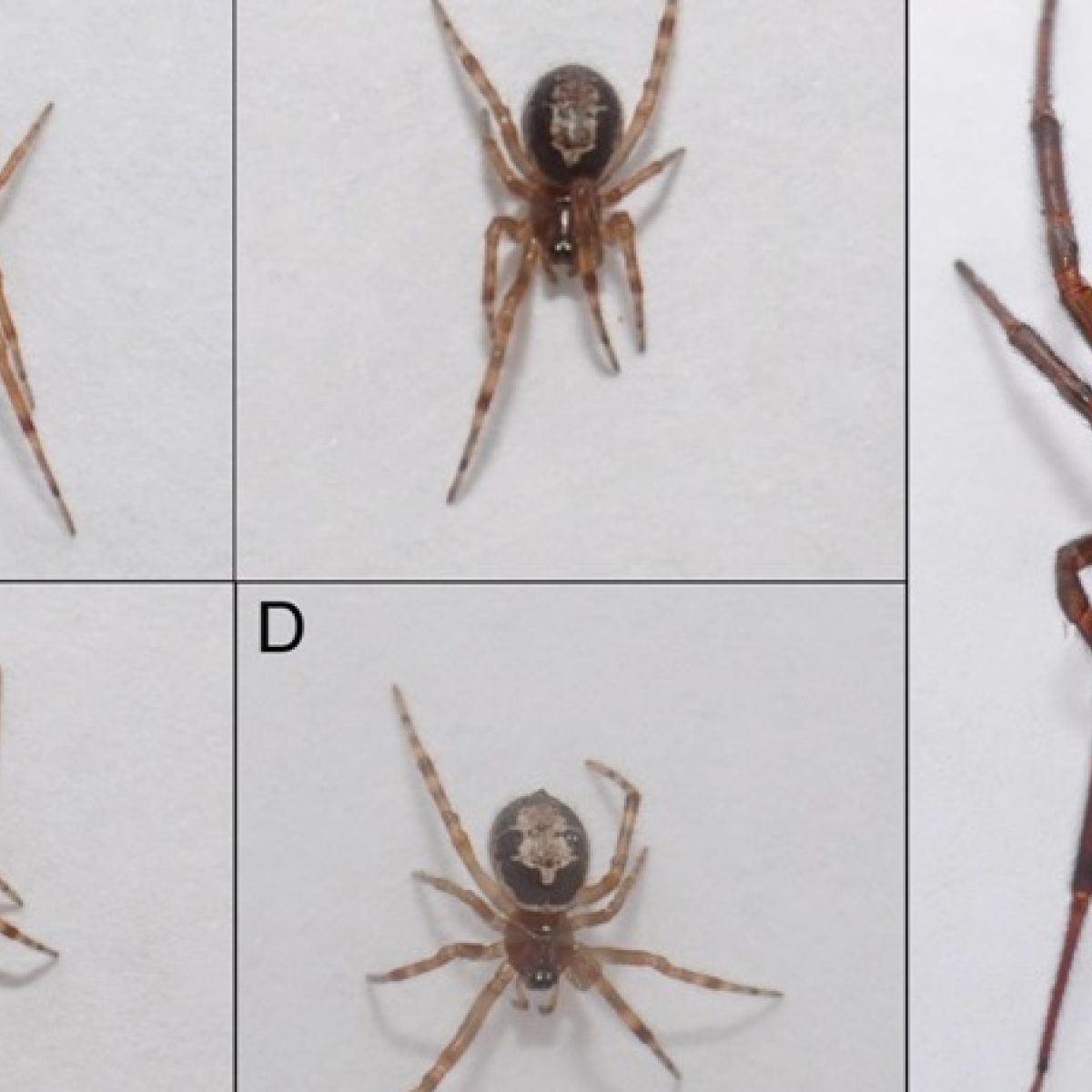 Ireland Under Attack From Spiders That Are Wiping Out Native Species