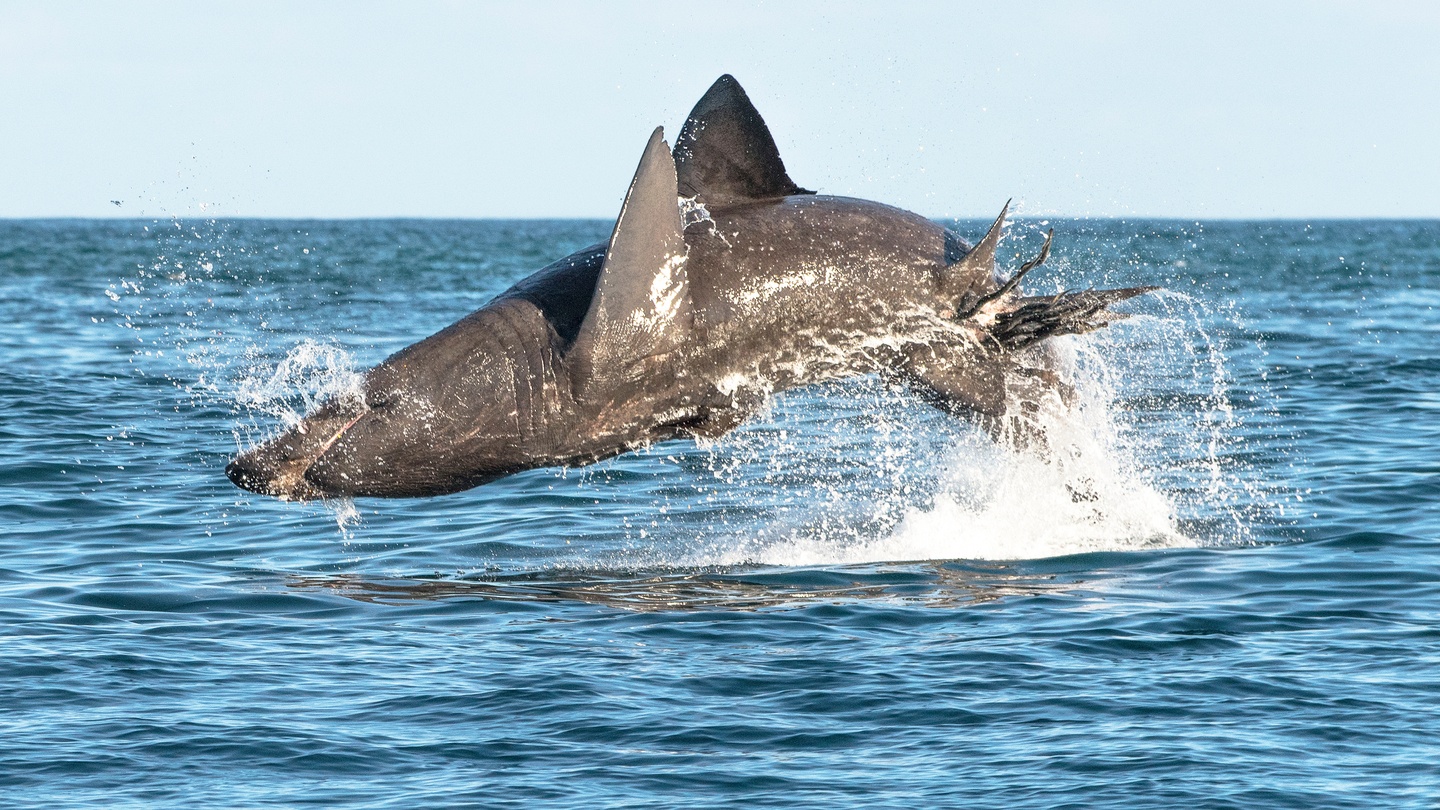 Whale watching in west Cork: 'Sometimes busy, sometimes quiet ... but a  good trip either way'