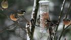 ‘Long-tailed tits feeding from a bird feeder in an Irish garden. Photograph:  Oran O’Sullivan 