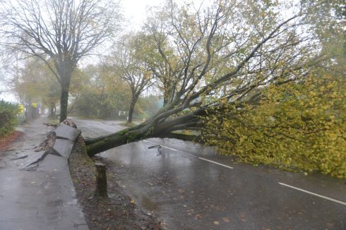 Hurricane 'Ophelia'.... fallen trees Marina Park, Cork City.  Photograph: Michael Mac Sweeney/Provision
