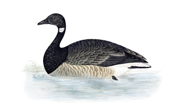 The brent goose