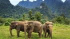 The Elephant Hills Experience in Thailand is one of new the luxury honeymoon holidays from Tropical Sky