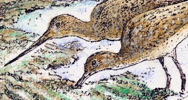 Dublin Bay’s mudflats: long-billed waders probe for marine food in sediments enriched over centuries with the city’s human waste. Illustration: Michael Viney