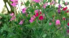 Sweet-pea is a fast-growing annual climber that is ideal for training against a sunny wall or garden fence. Photograph: Richard Johnston