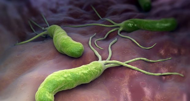 Helicobacter pylori is a Gram-negative, microaerophilic bacterium found in the stomach.