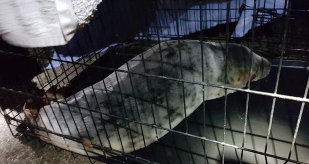 An injured seal was removed from Dún Laoghaire’s East Pier on Tuesday evening and taken to a sanctuary to receive treatment.  Photograph: Dún Laoghaire Coast Guard. 