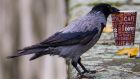 Urge to recycle? A blackbird gets set to fly off with  an empty disposable coffee cup in its beak on the banks of the river Spree in Berlin, November 2nd, 2017. Photograph: John MacDougall/AFP/Getty Images