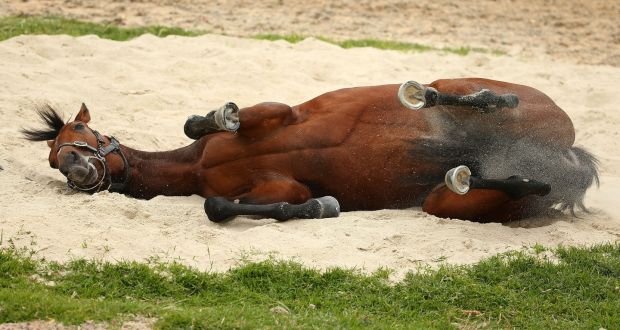 Melbourne Cup winner Rekindling rolls in sand the day after his victory at Flemington Racecourse. Photograph: Scott Barbour/Getty