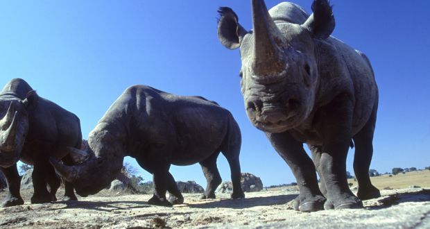 The charge related to the smuggling a cup carved from the horn of an endangered rhino. Photograph: John Downer/Photolibrary/Getty