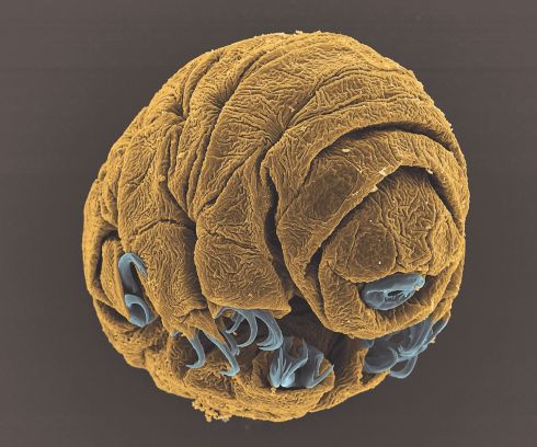   Water bear embryo of Vladimir Gross, who was named a finalist in the MicroImage category. His image shows a 50-hour embryo of the species Hypsibius dujardini, taken with a scanning electron microscope with an 1800x magnification. The embryo in the image is approximately 1/15 of a millimeter in length. 