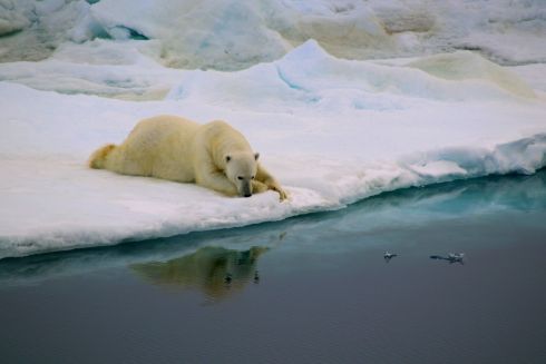   I breathe for Antonia Doncila, who was named winner in the Behavior category, taken across the Strait of Fram, near the east coast of Greenland. The polar bear found a portion of fast ice that quickly became his home. 