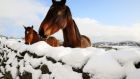 Horses in a field in Cloughoge, Newry, as parts of Ireland woke up to a blanket of snow caused by an Arctic airflow in the wake of Storm Caroline. Photograph: Brian Lawless/PA Wire