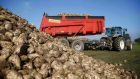 At the time of the EU reforms, there were 285,000 sugar beet growers in the bloc, this has subsequently been reduced to less than 160,000. Photograph:   Pascal Rossignol/Reuters