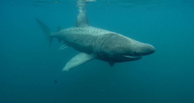 The basking shark is facing extinction in Irish waters, according to a new report. File photograph: Getty Images